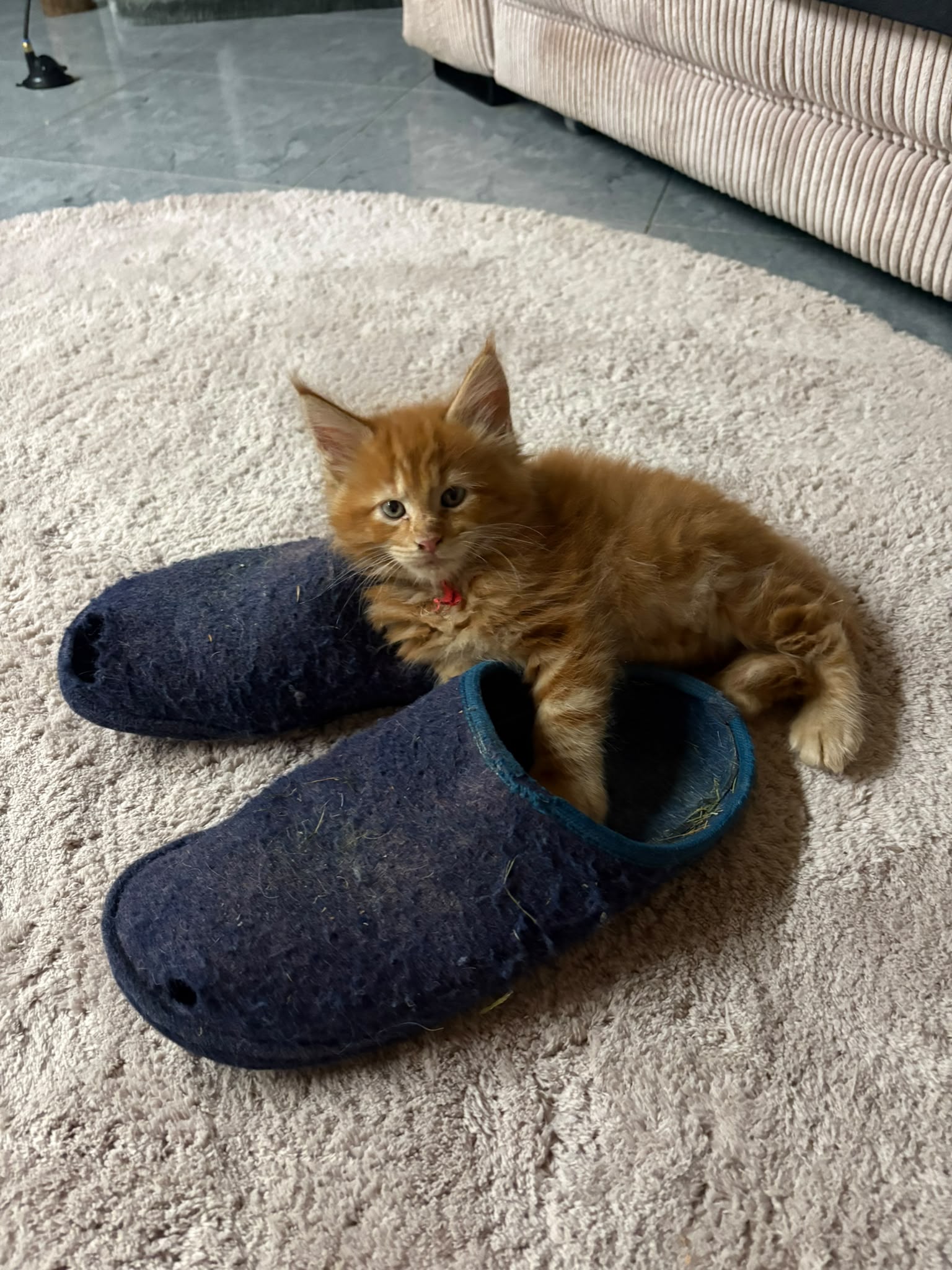 Gruppenfoto der Kitten