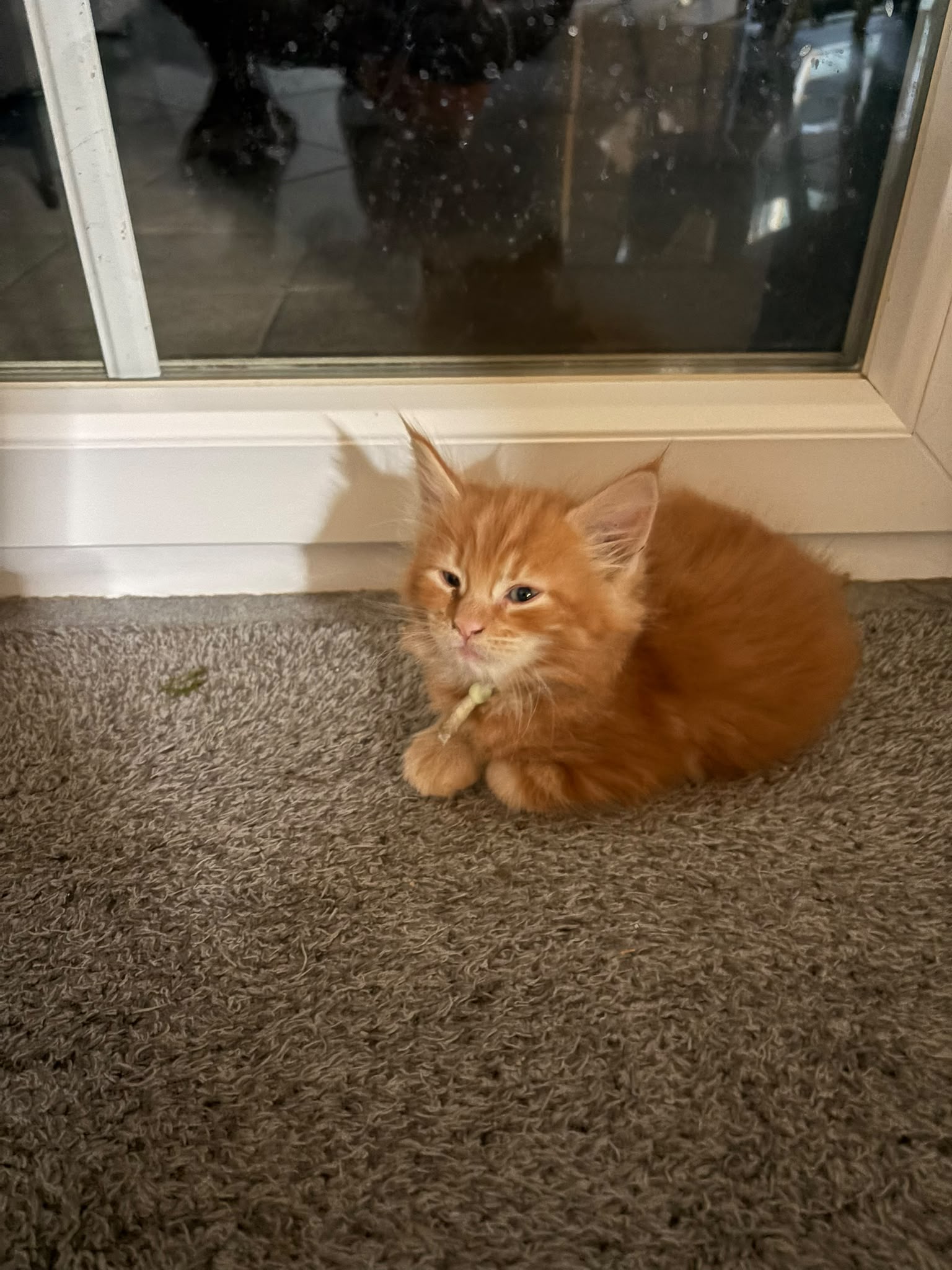 Gruppenfoto der Kitten