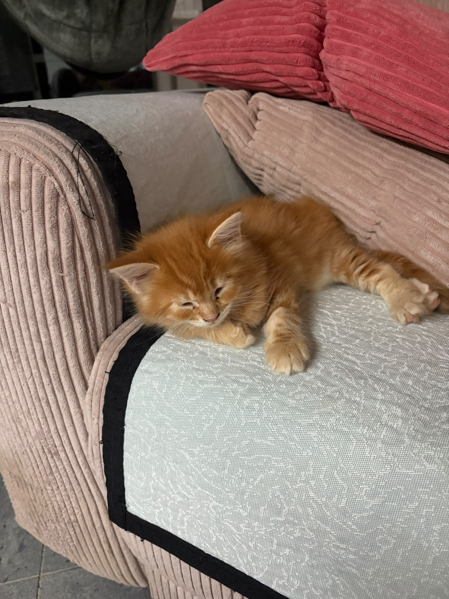 Gruppenfoto der Kitten
