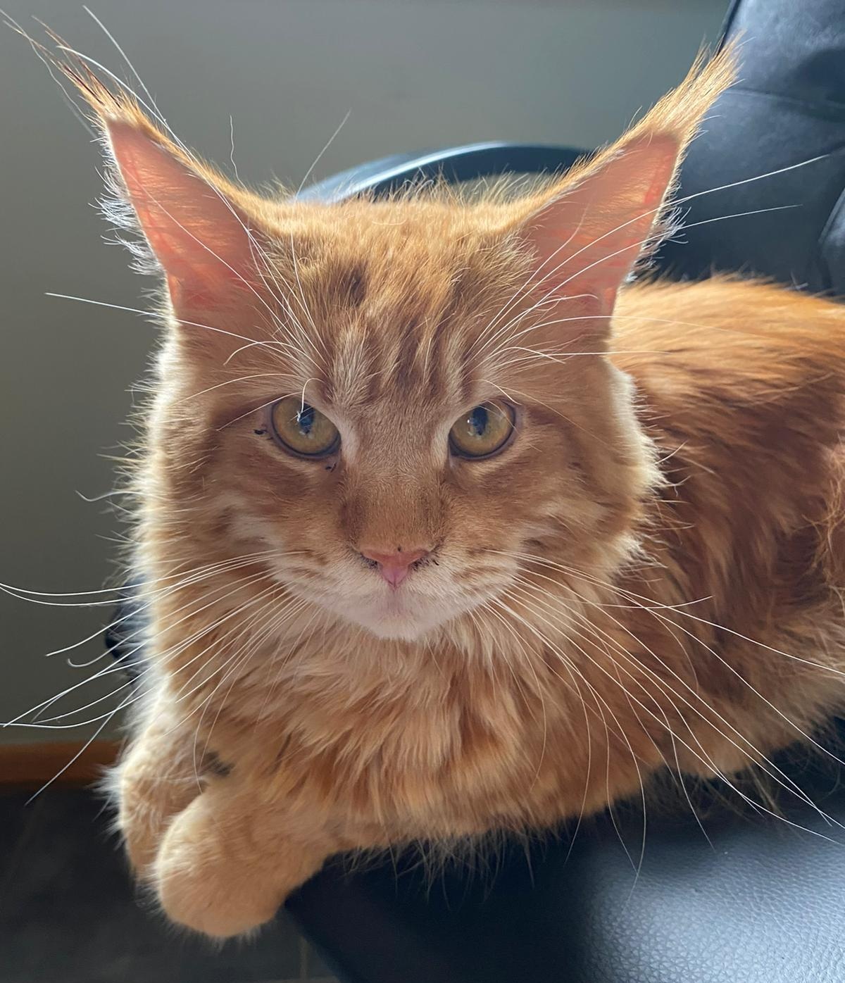 Foto von Avatar of Habicht-Gehren