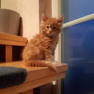 Gruppenfoto der Kitten