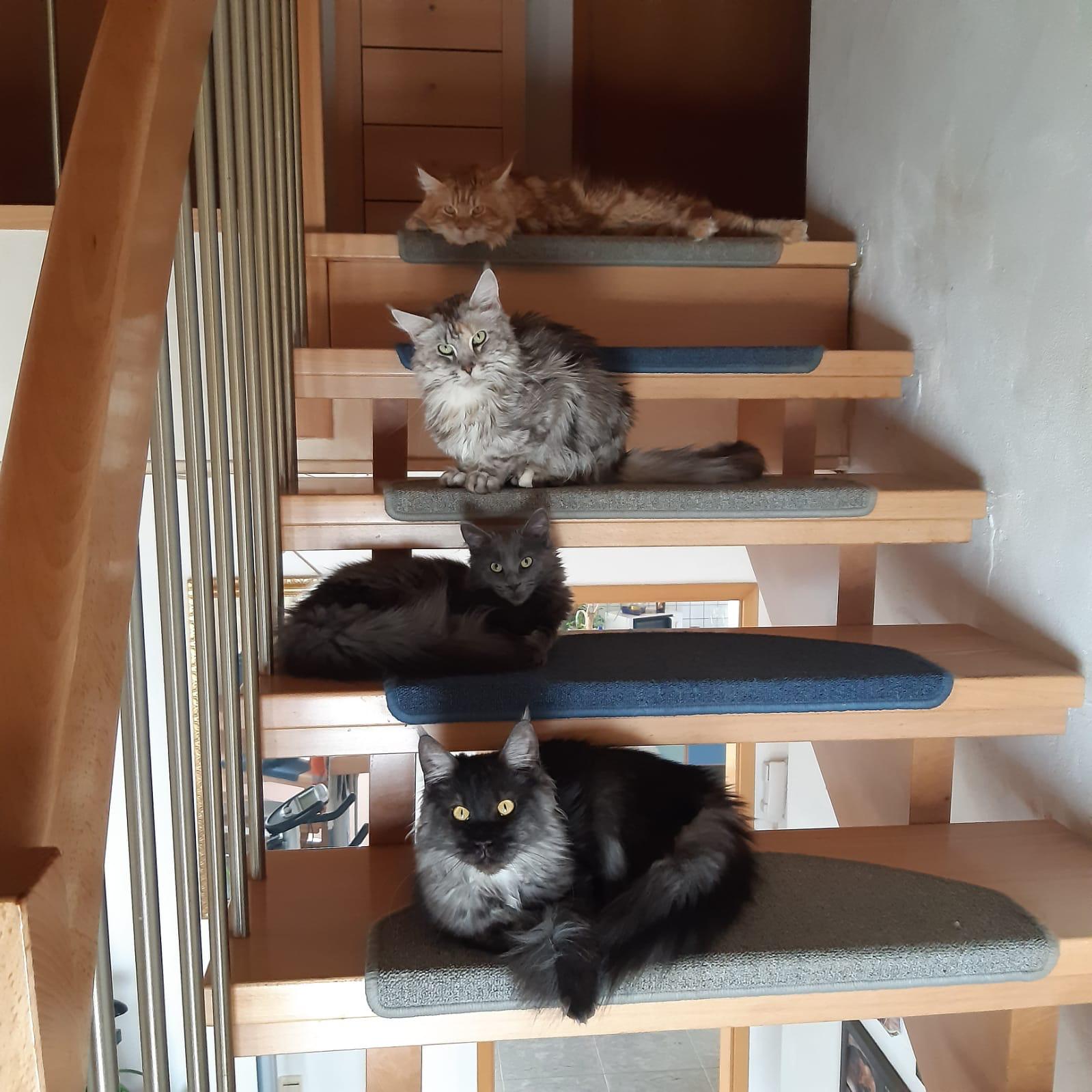 Maine Coon Katze auf einer Treppe