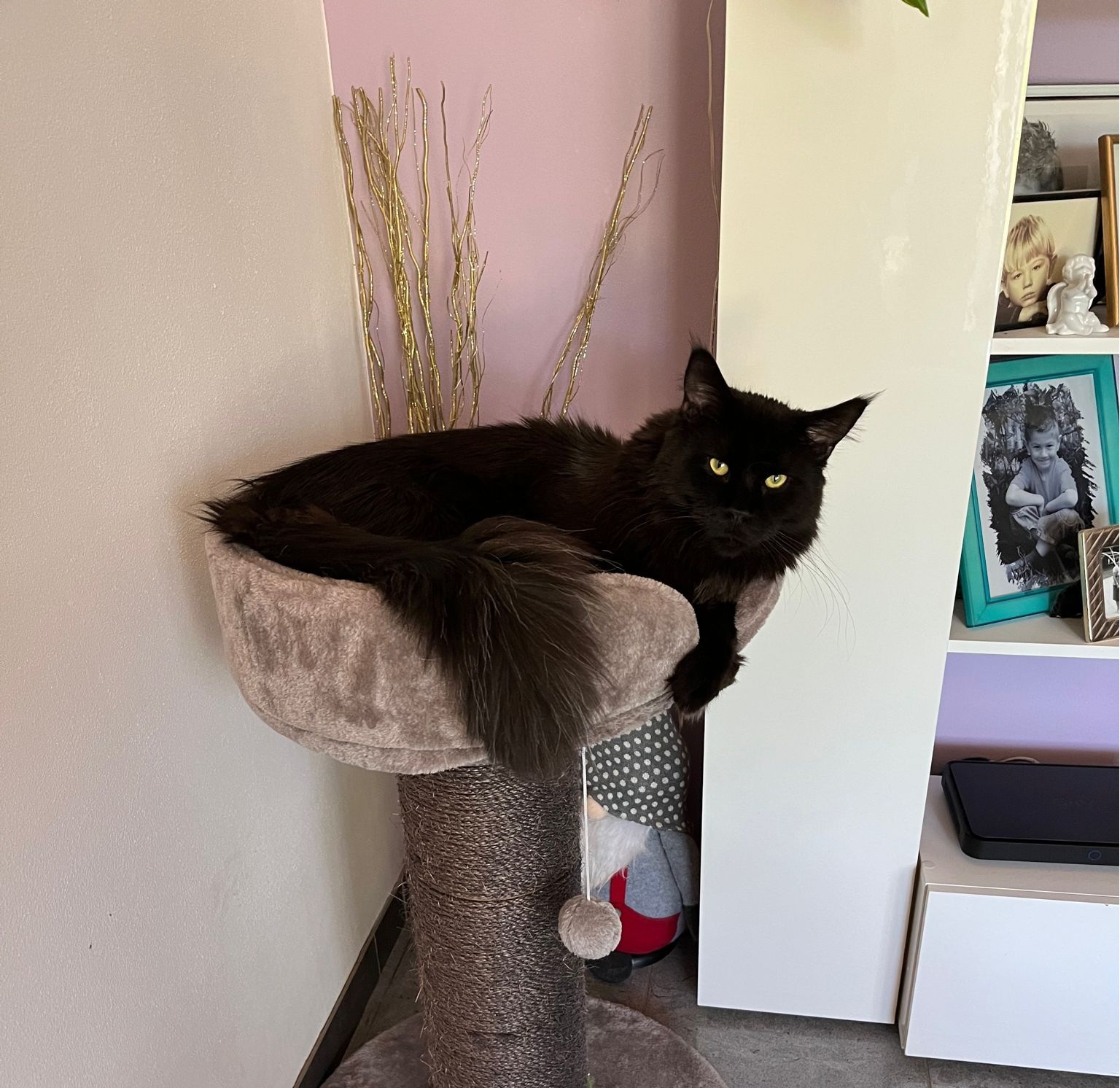 Foto von Damon-Blue of Habicht-Gehren