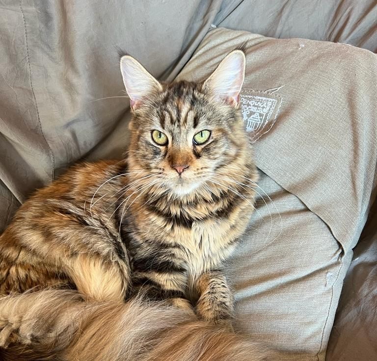 Foto von Dejavue of Habicht-Gehren