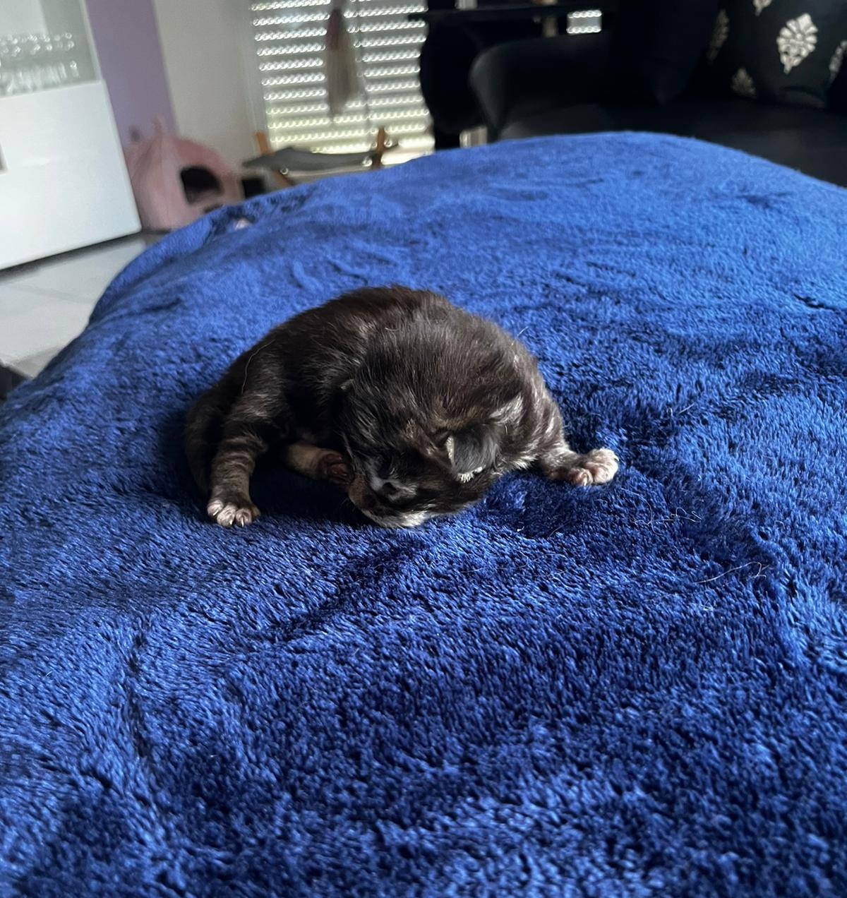 Gruppenfoto der Kitten