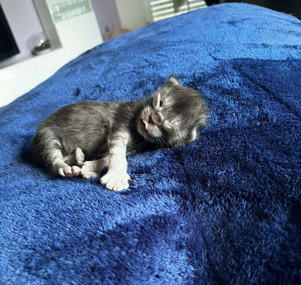 Gruppenfoto der Kitten