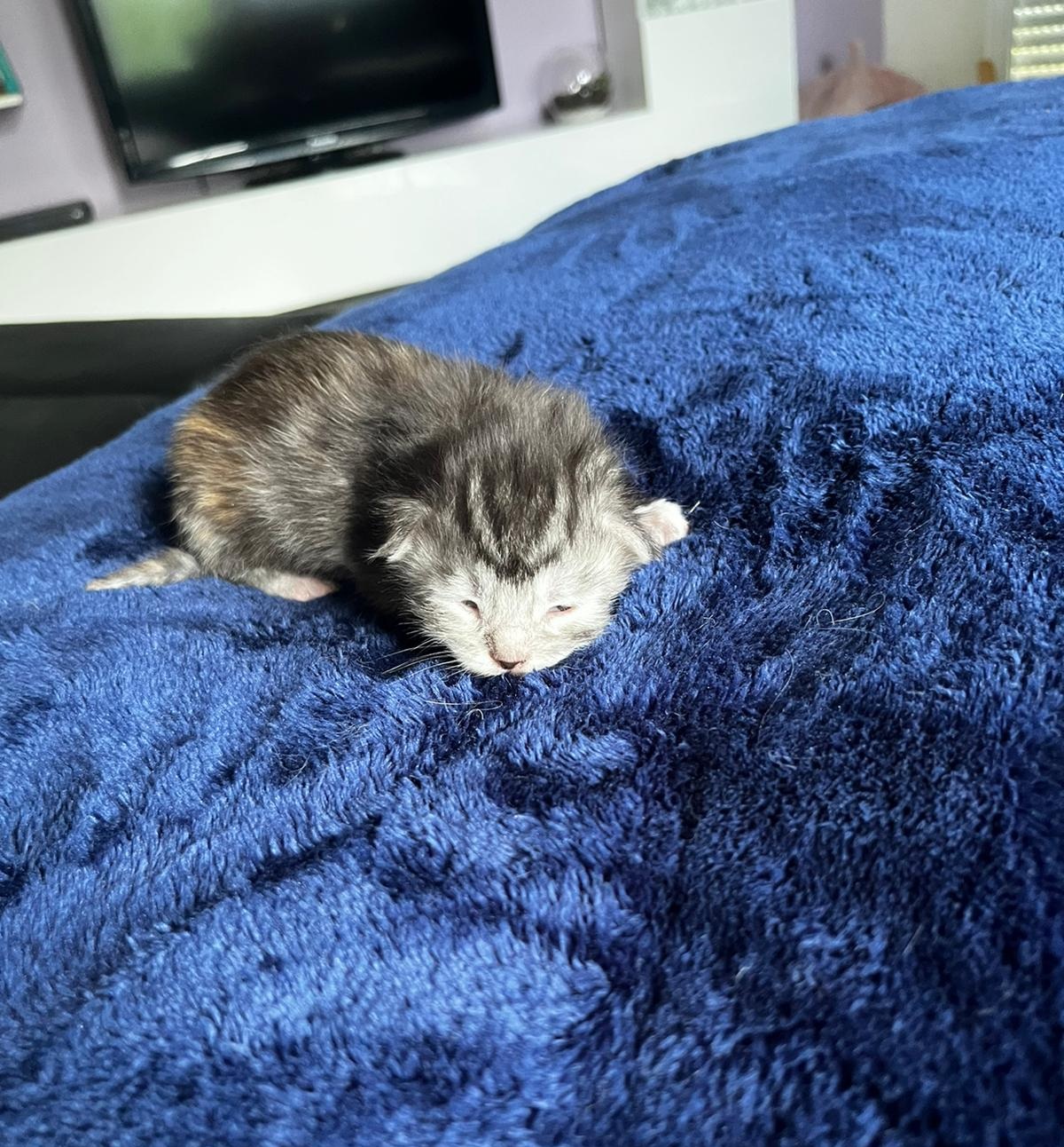 Gruppenfoto der Kitten