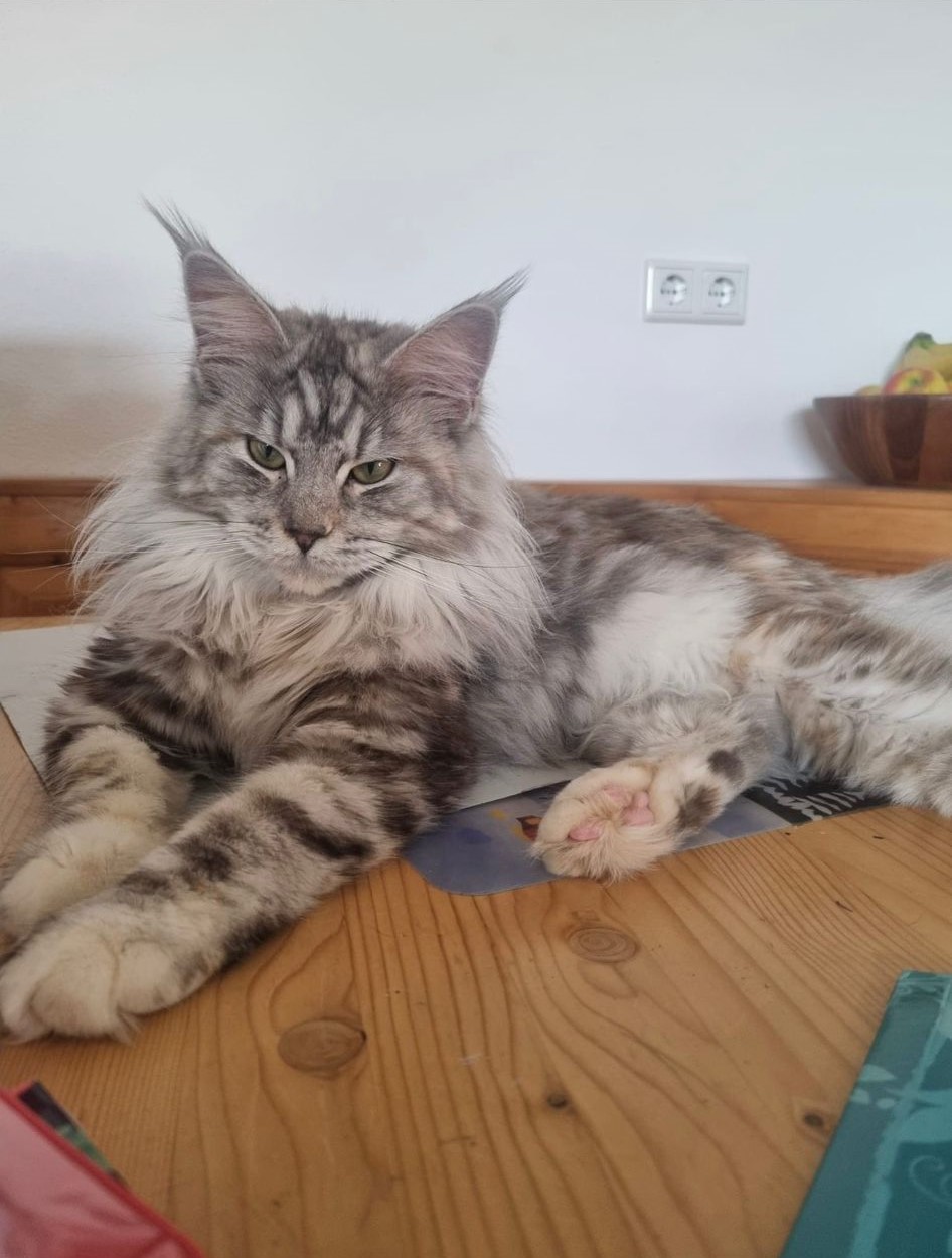 Foto von Fee of Habicht-Gehren