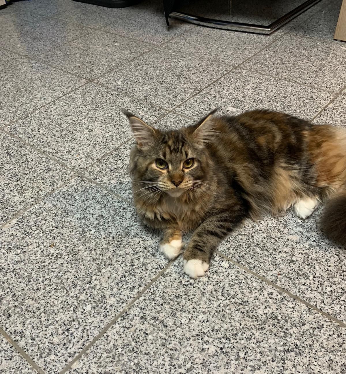 Foto von Fors Fortuna of Habicht-Gehren