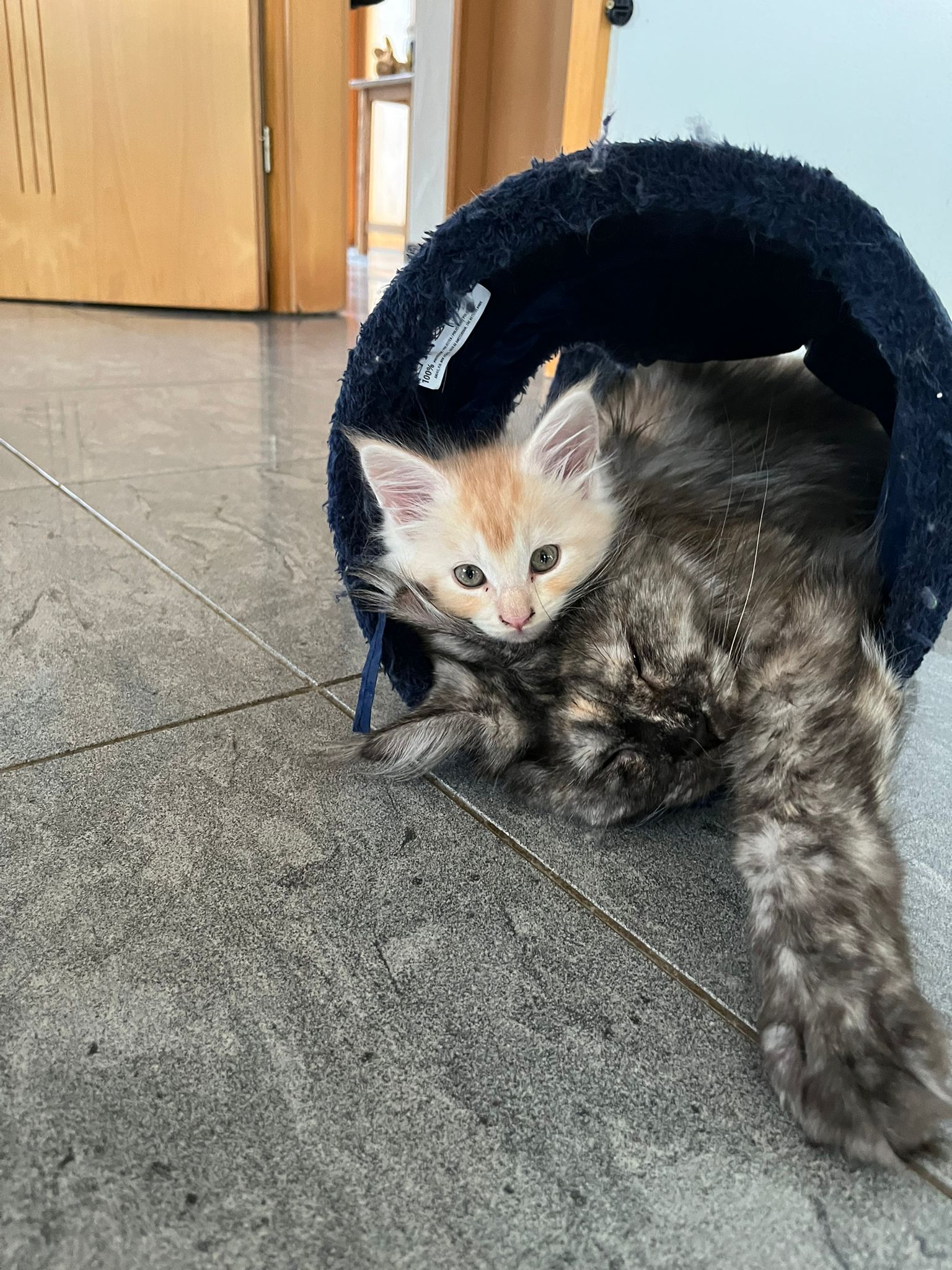 Gruppenfoto der Kitten