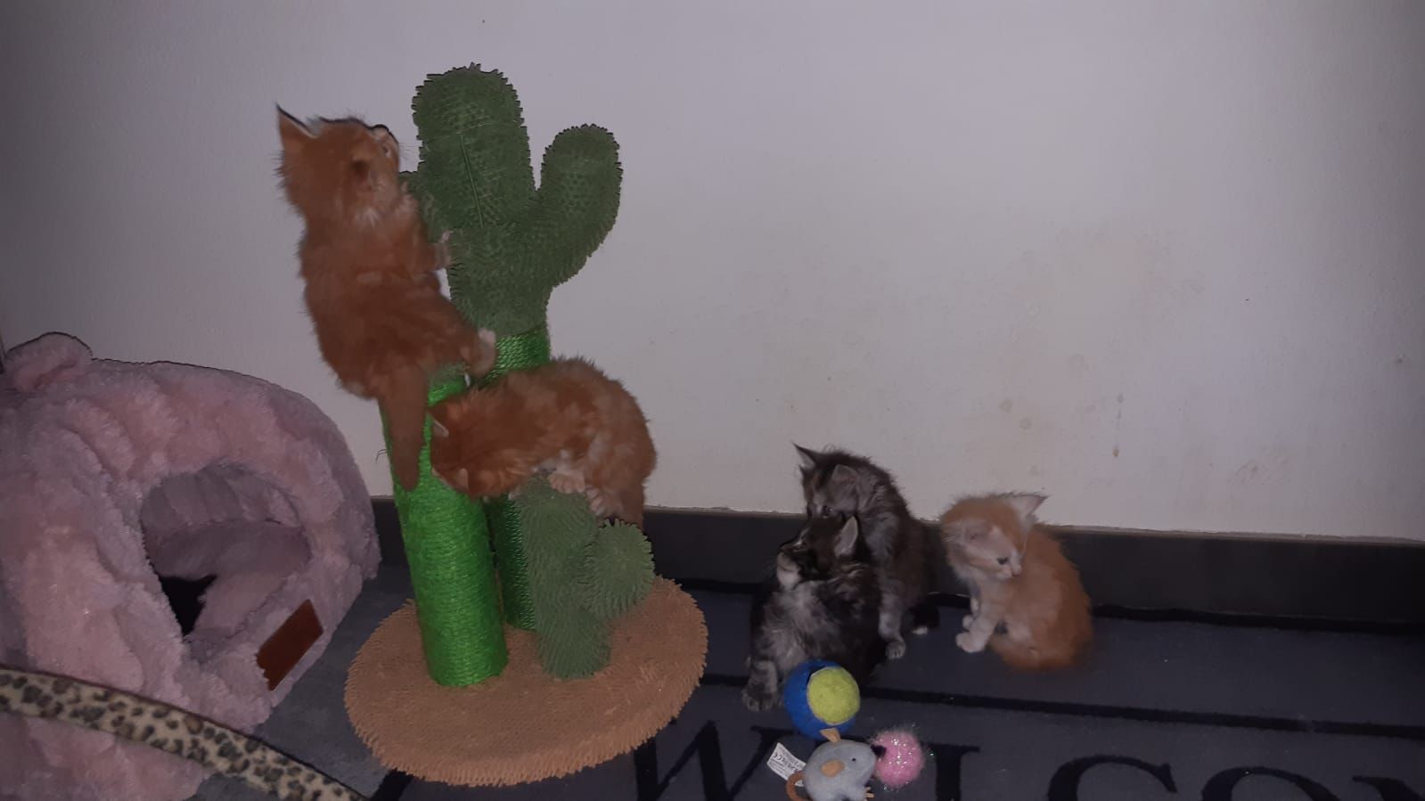 Gruppenfoto der Kitten