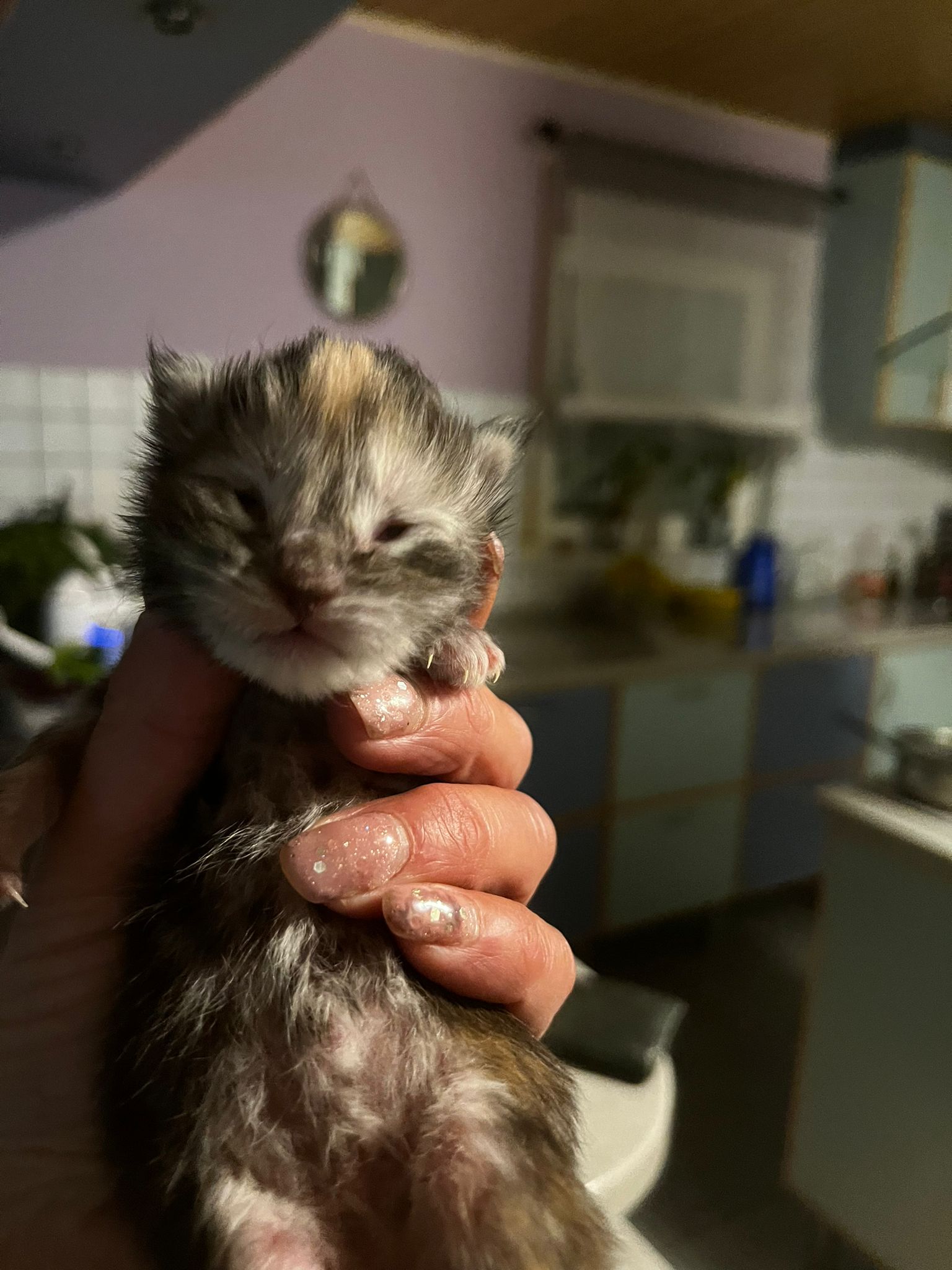 Gruppenfoto der Kitten