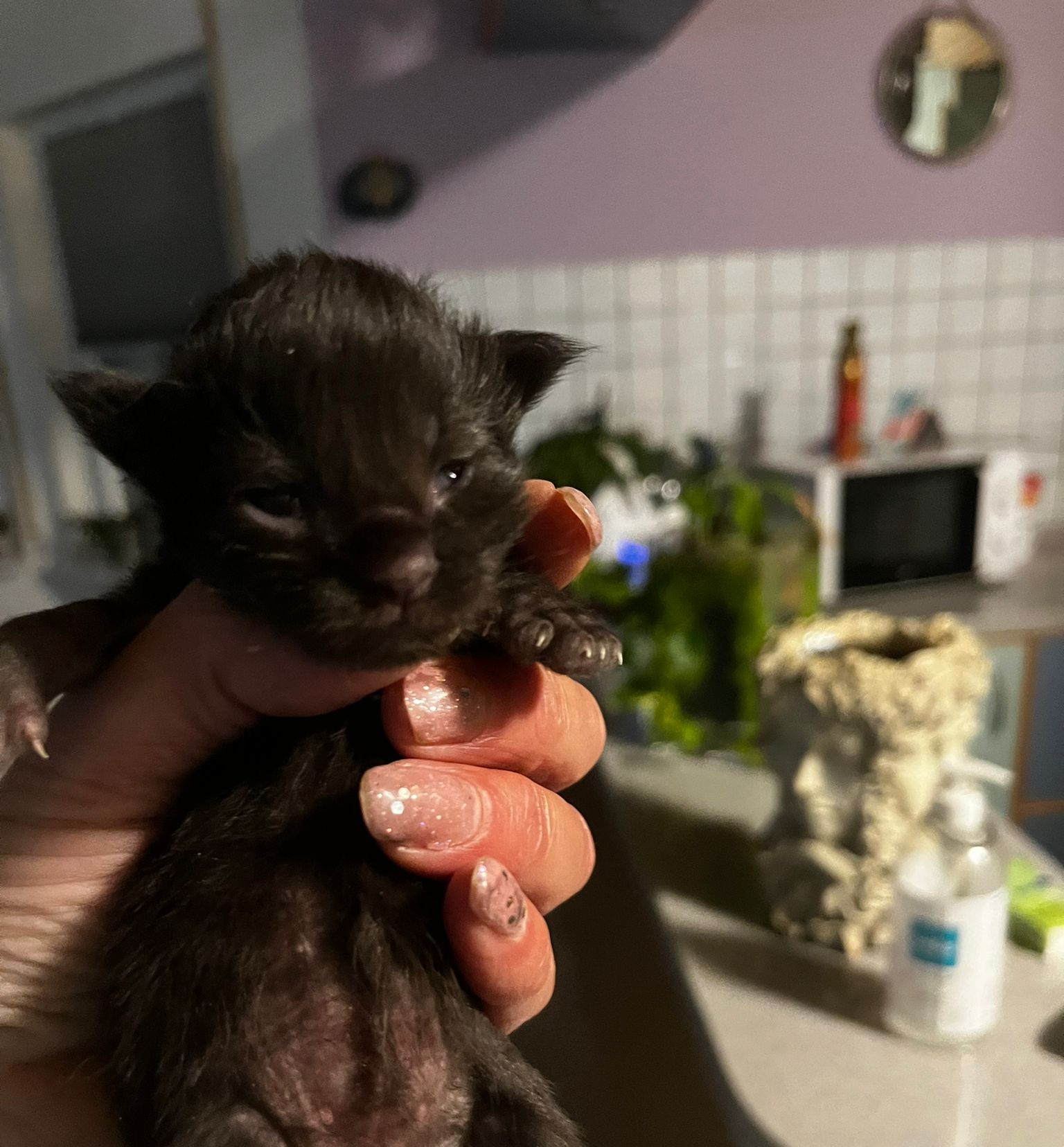 Gruppenfoto der Kitten