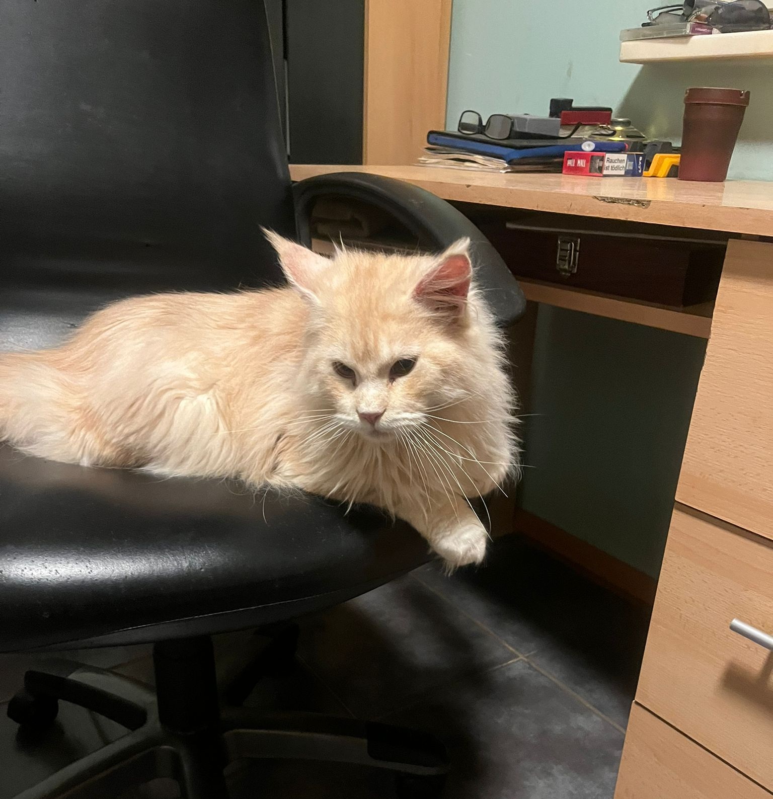 Foto von Garfield of Habicht-Gehren