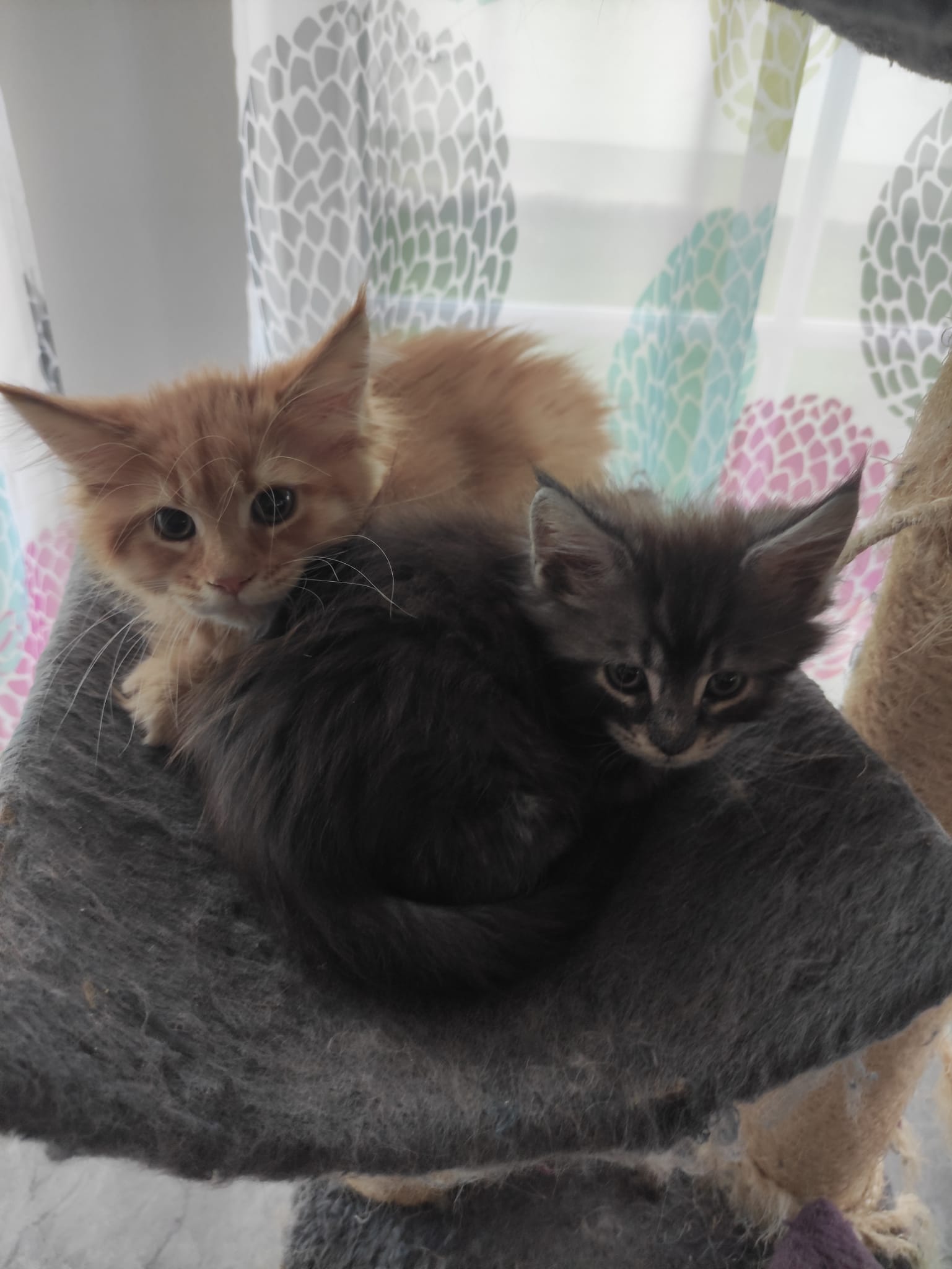 Gruppenfoto der Kitten