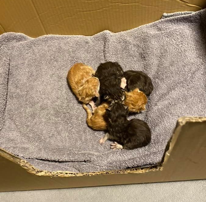 Gruppenfoto der Kitten