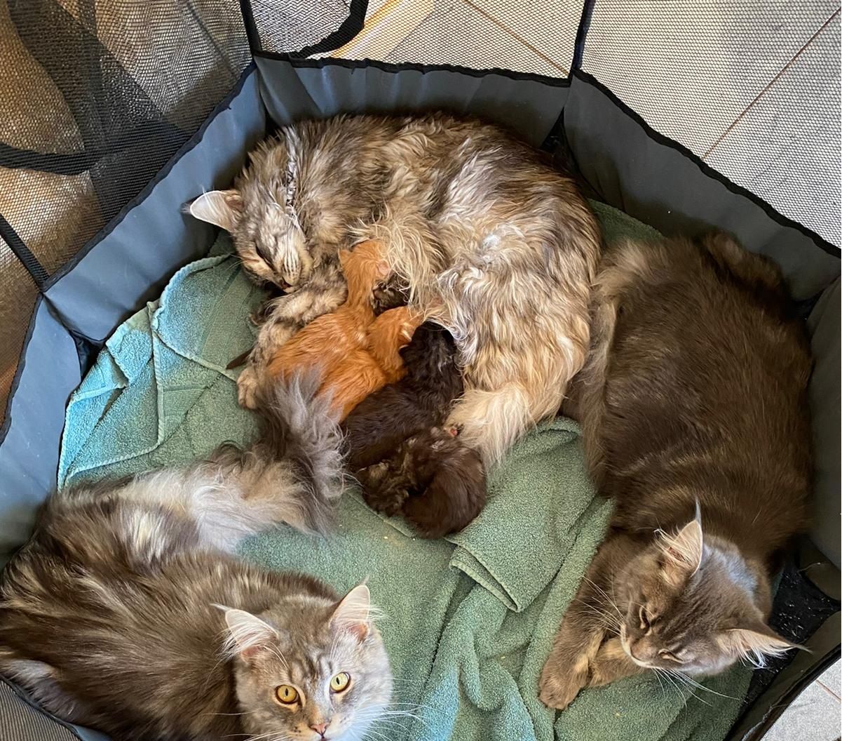 Gruppenfoto der Kitten