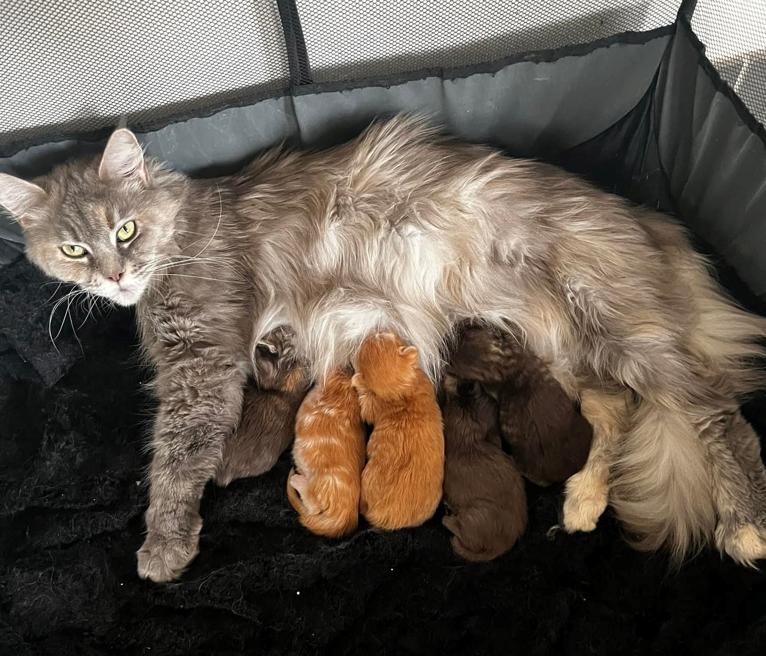 Gruppenfoto der Kitten