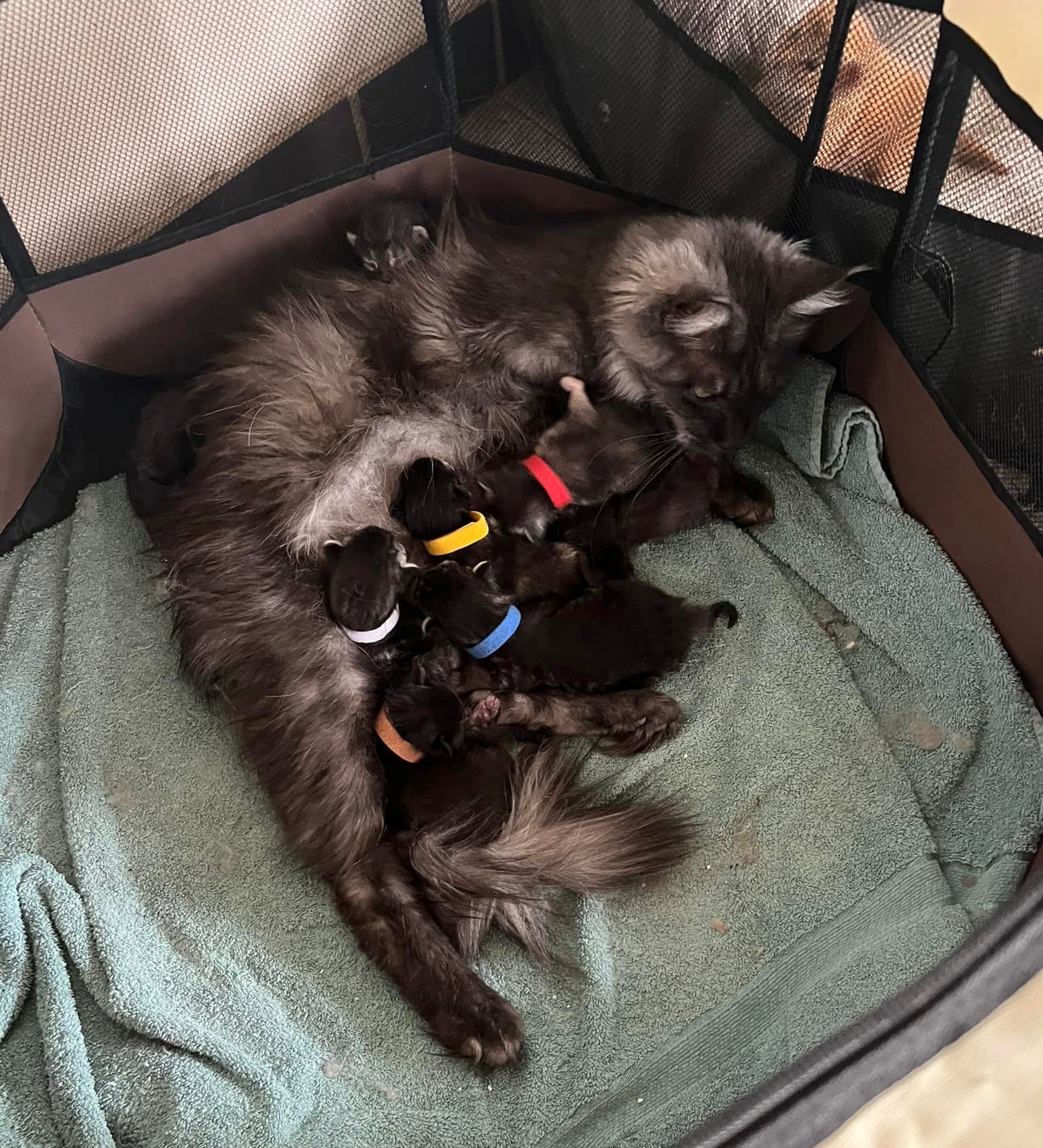 Gruppenfoto der Kitten