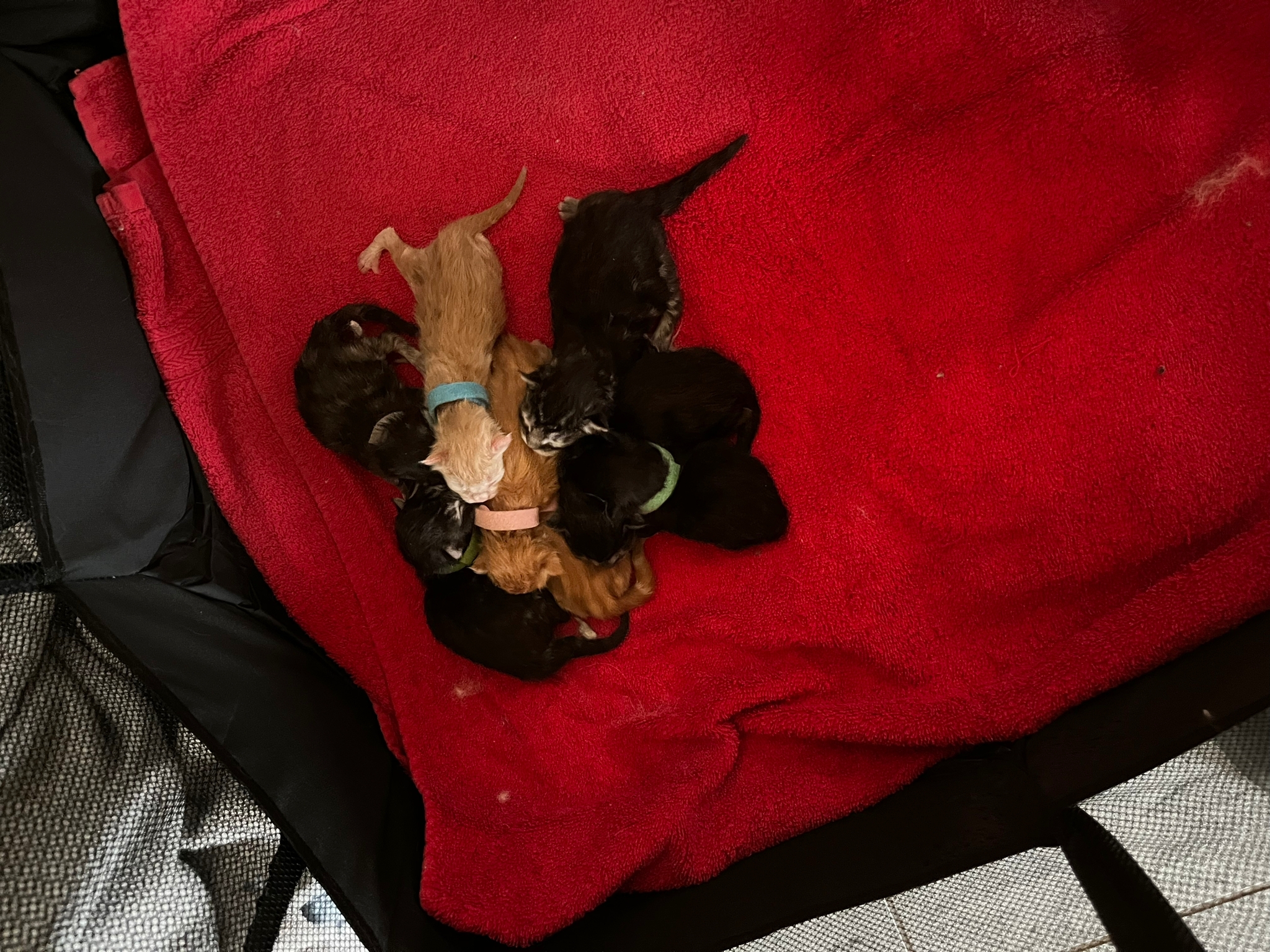 Gruppenfoto der Kitten