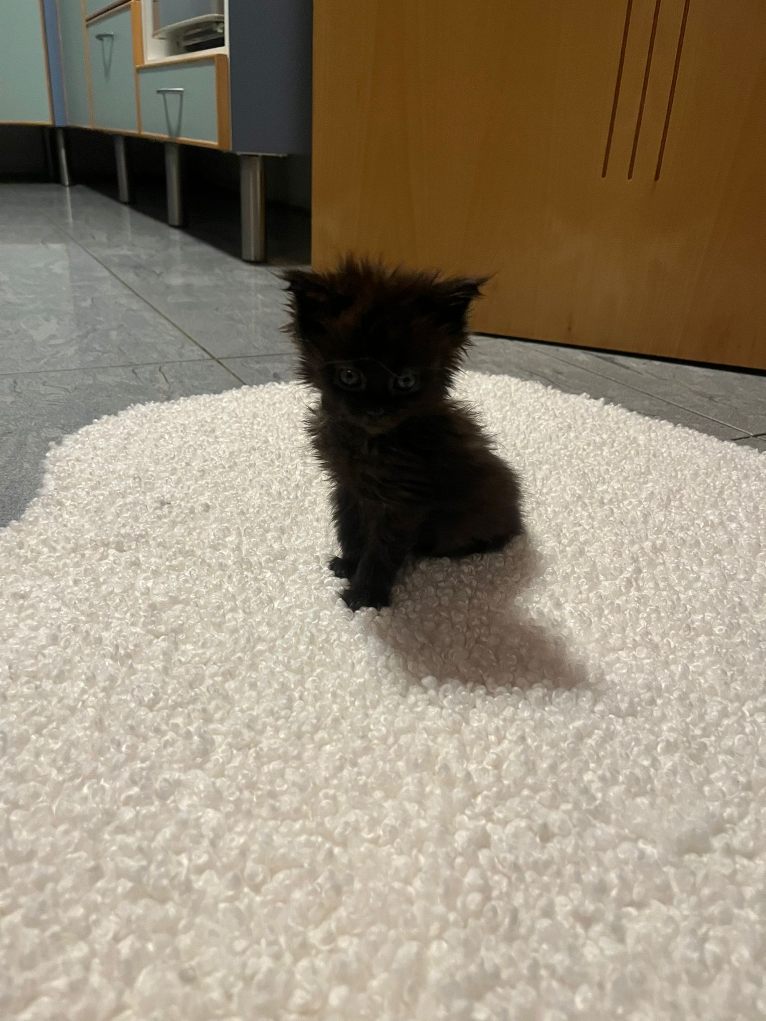 Gruppenfoto der Kitten