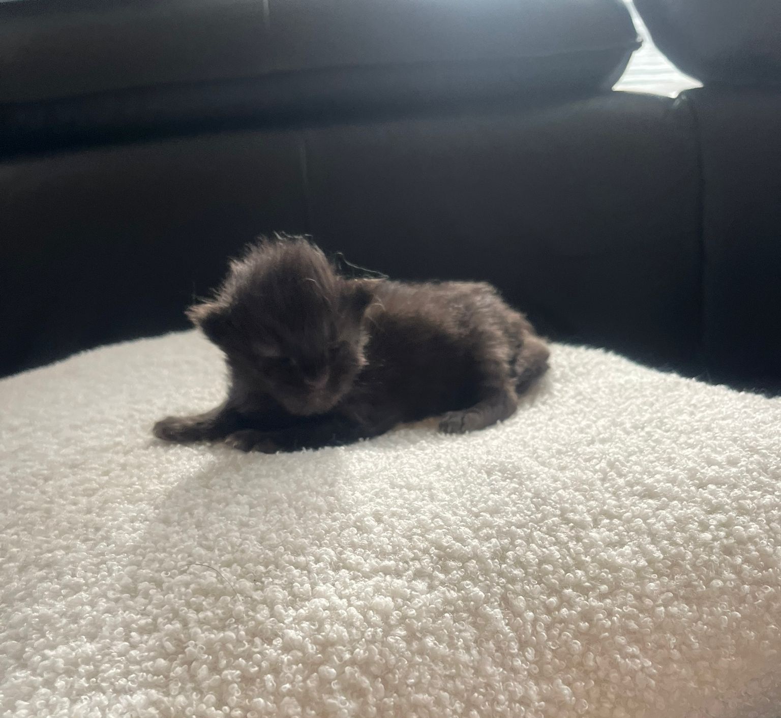 Gruppenfoto der Kitten