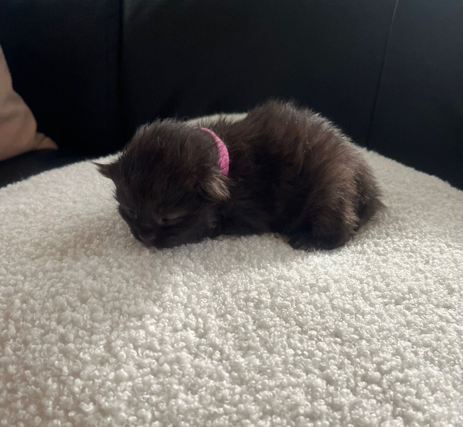 Gruppenfoto der Kitten