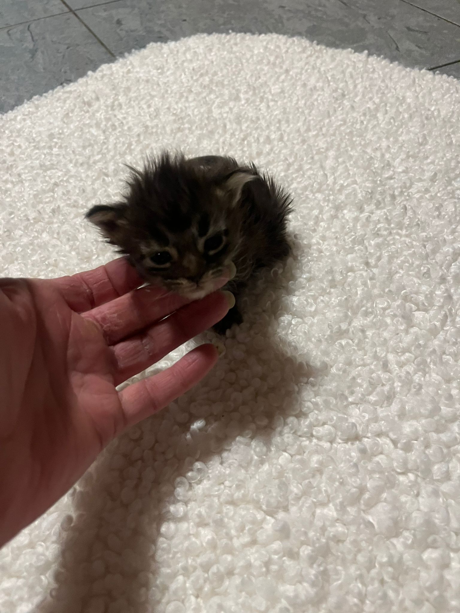 Gruppenfoto der Kitten