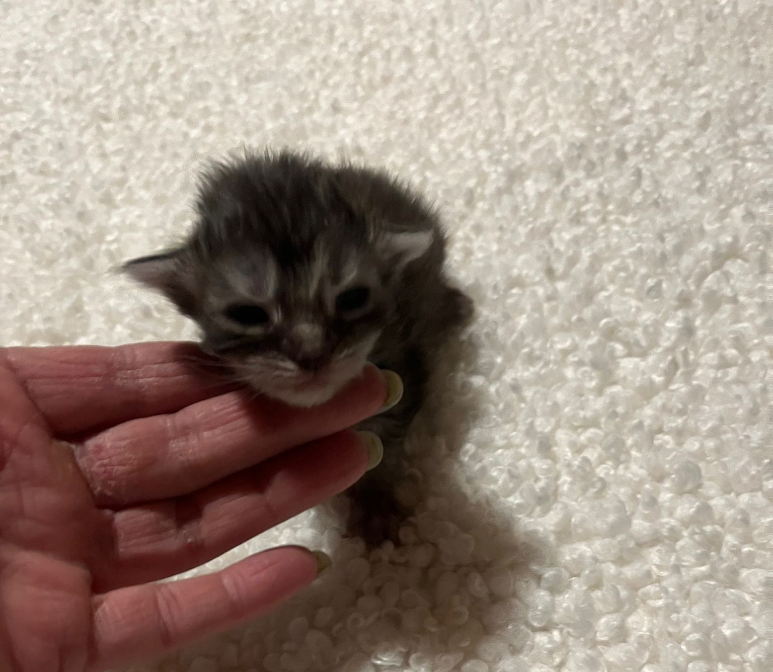 Gruppenfoto der Kitten