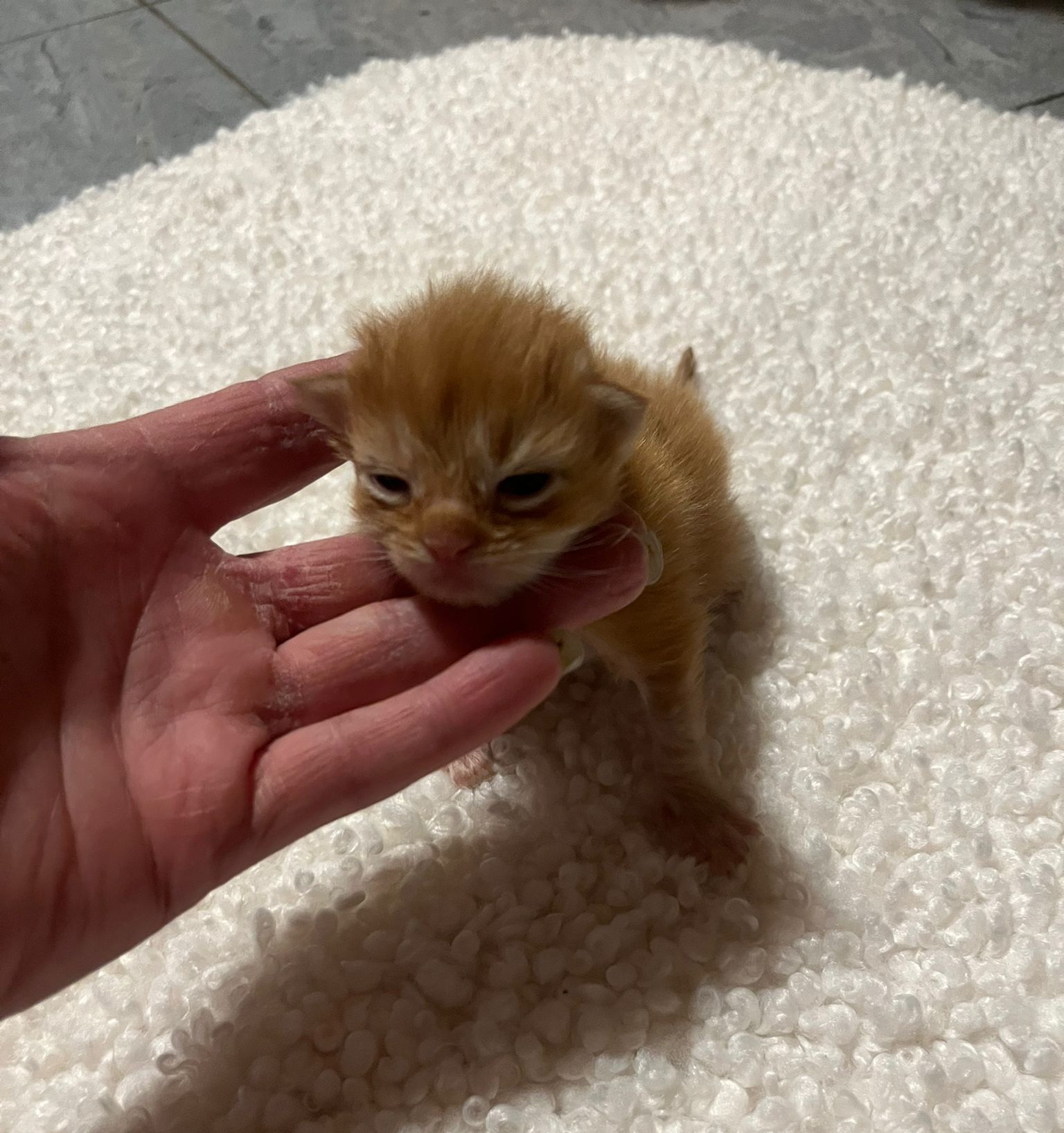 Gruppenfoto der Kitten