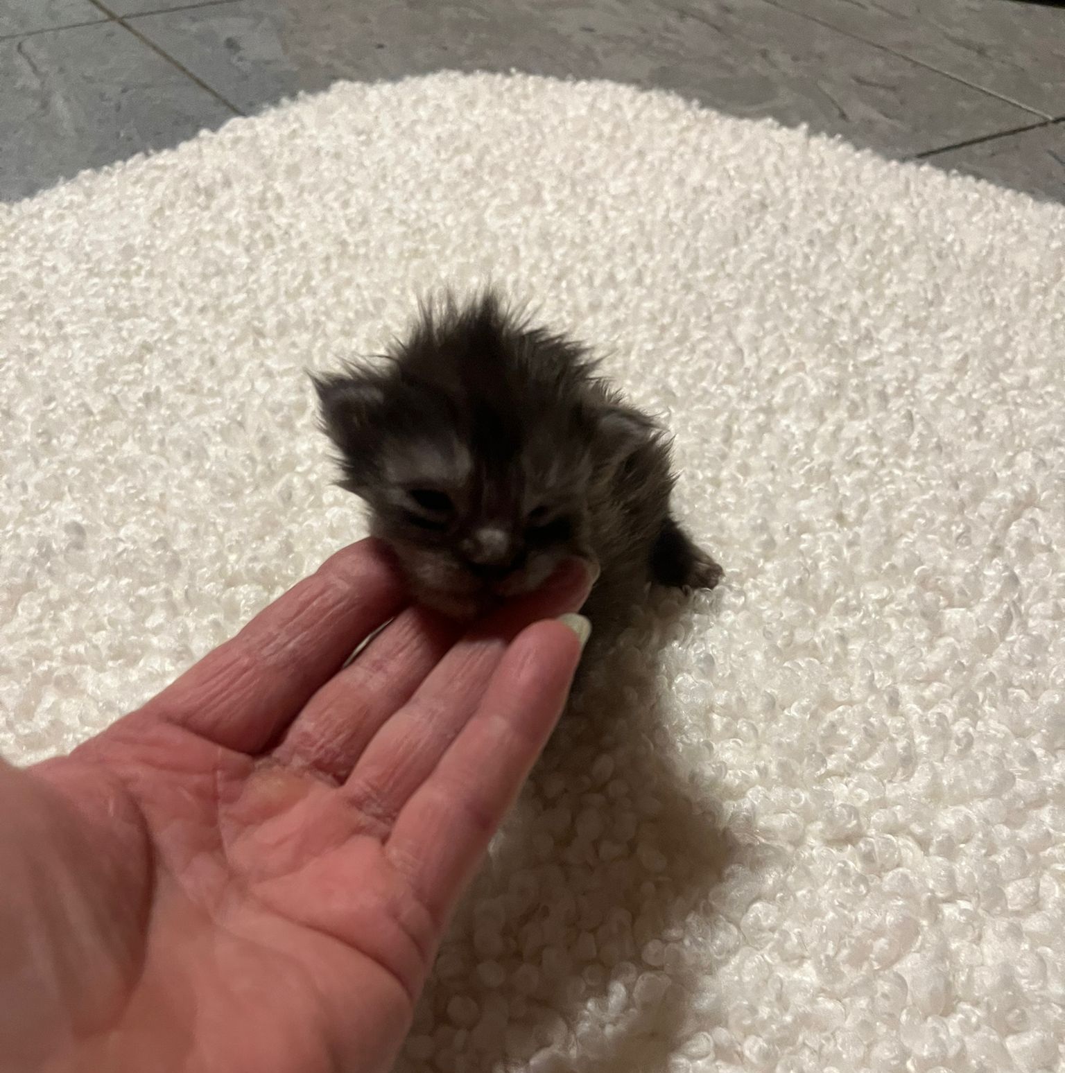 Gruppenfoto der Kitten