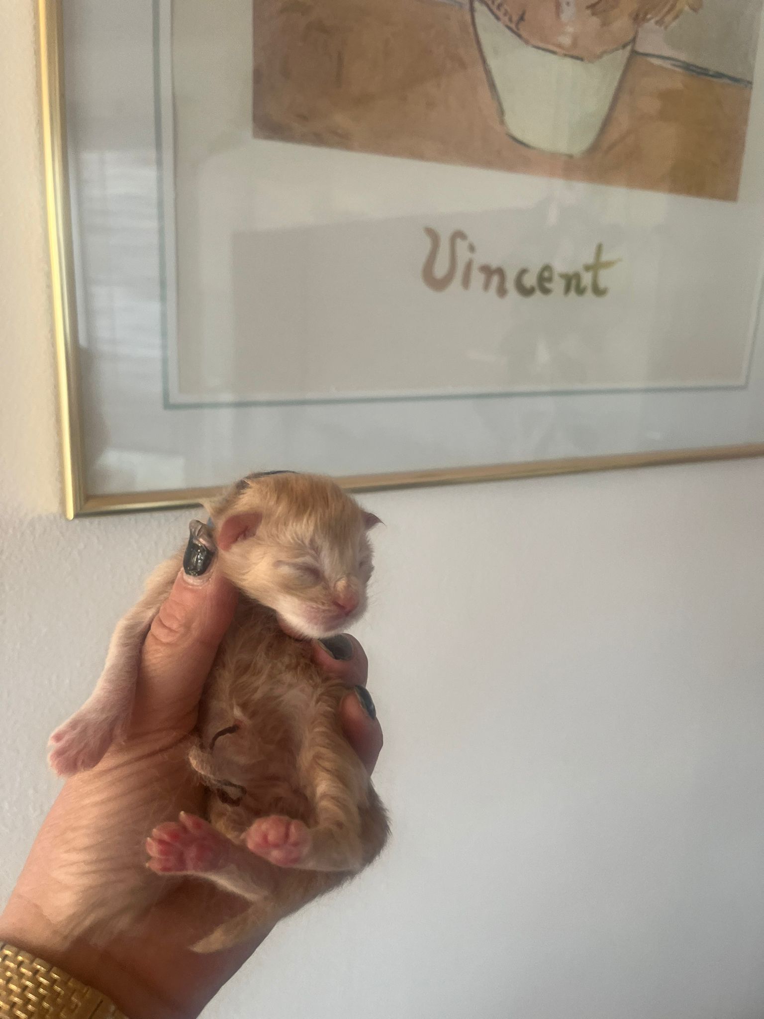 Gruppenfoto der Kitten