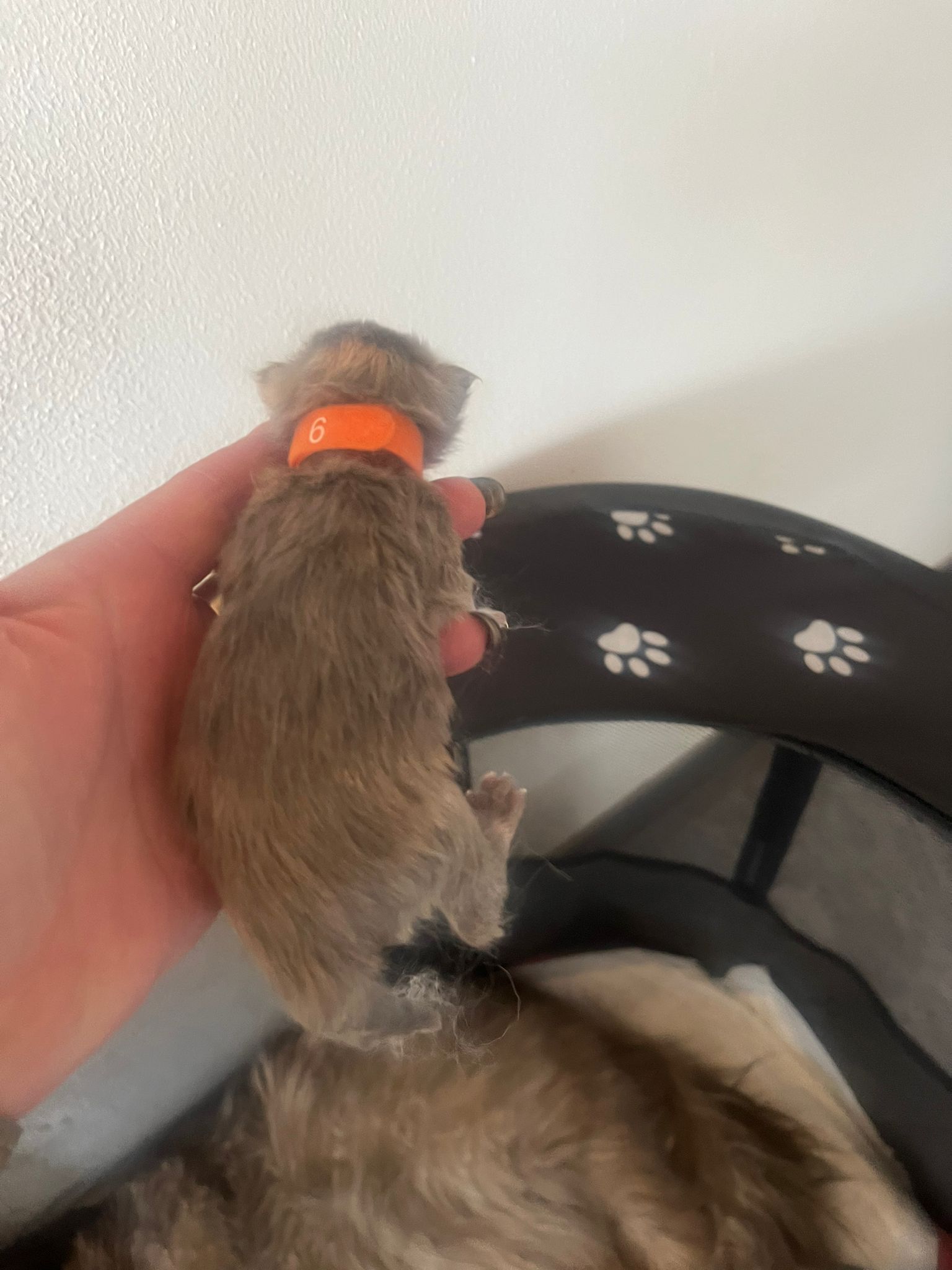 Gruppenfoto der Kitten