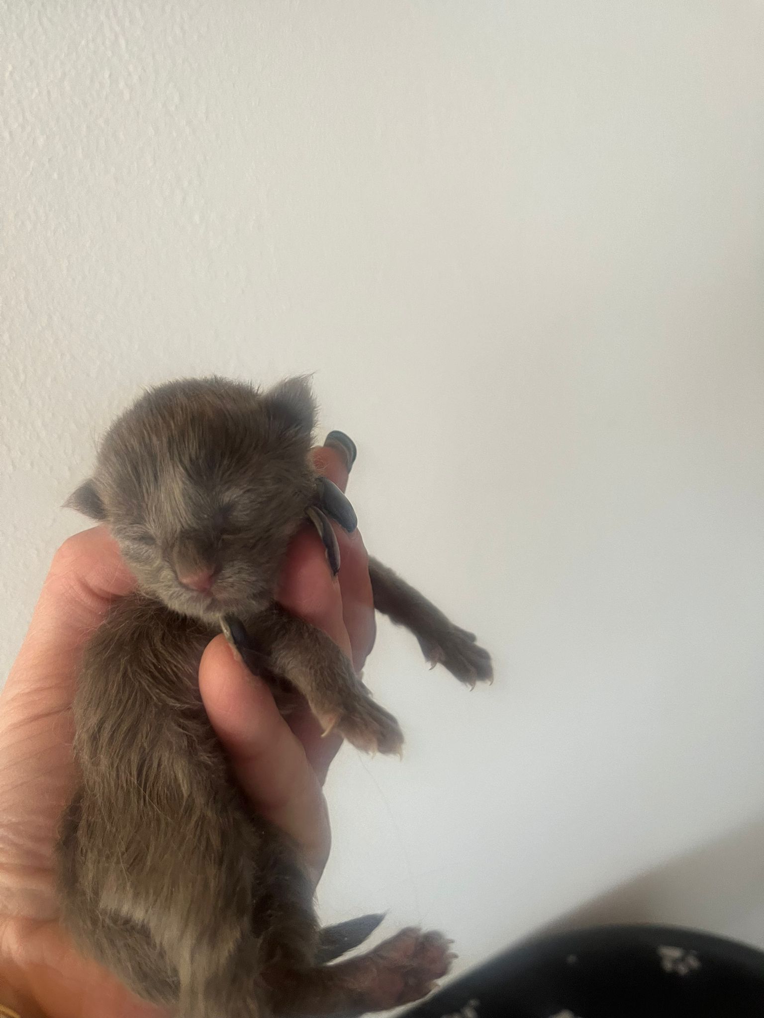 Gruppenfoto der Kitten