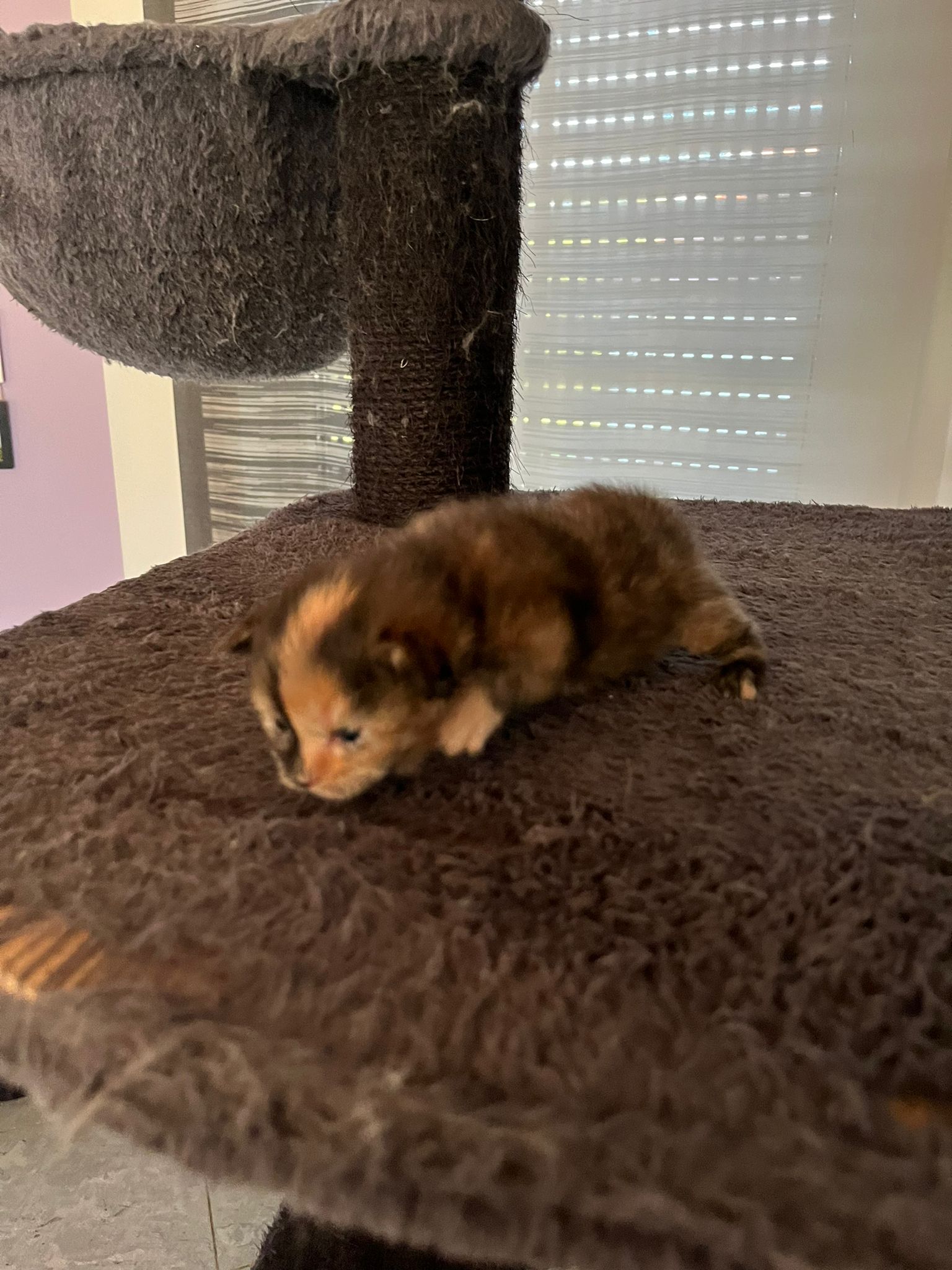 Gruppenfoto der Kitten