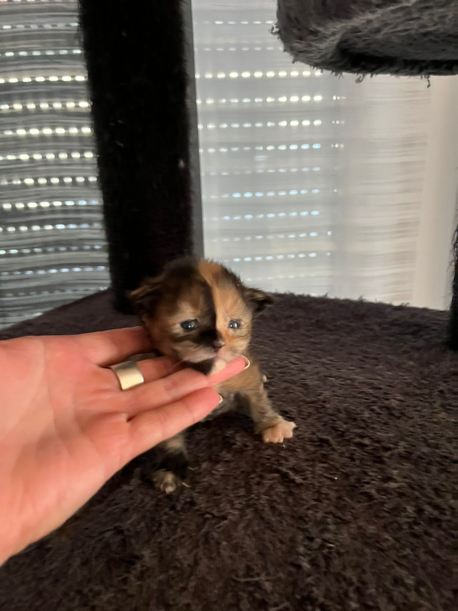 Gruppenfoto der Kitten