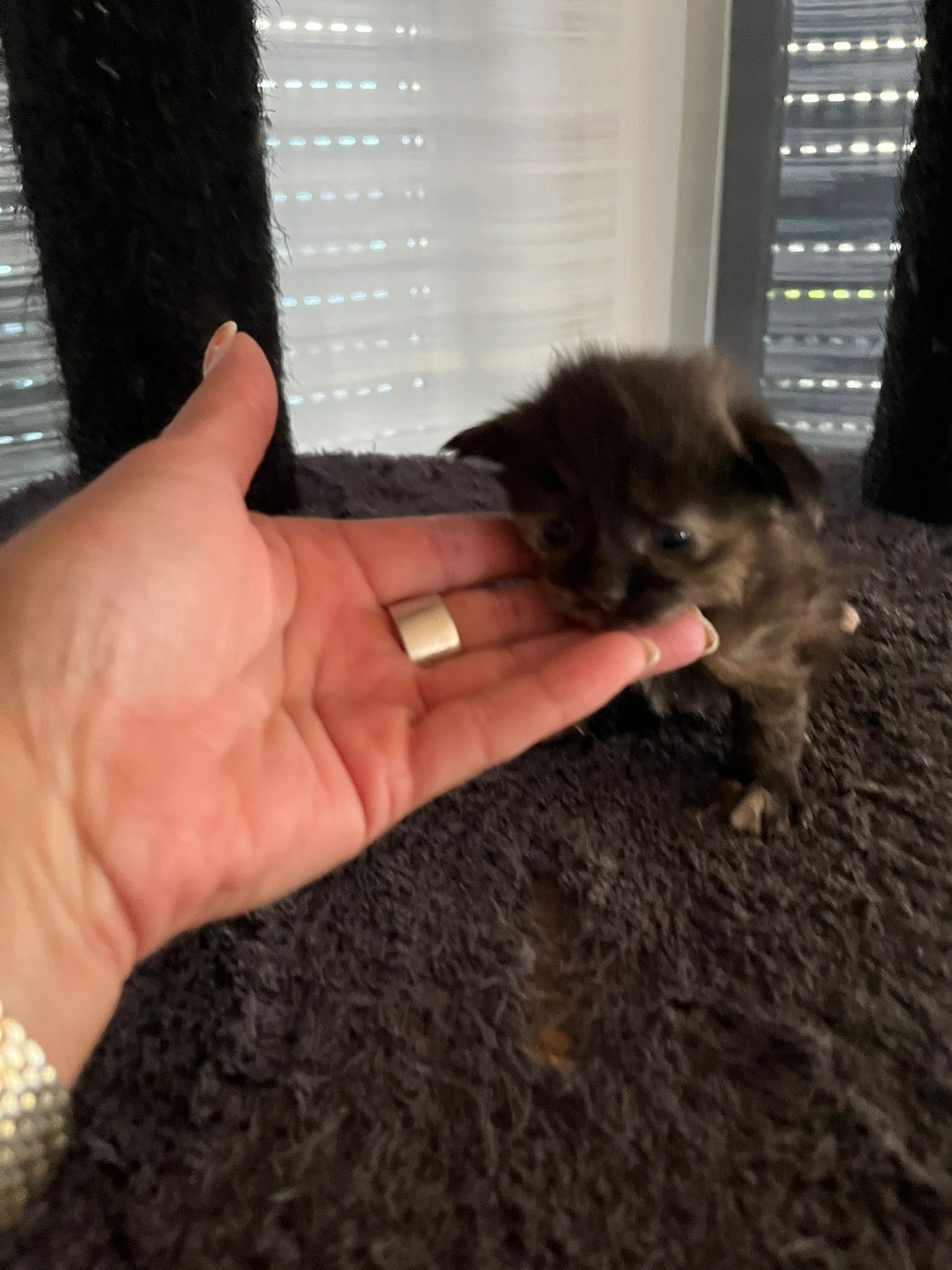 Gruppenfoto der Kitten