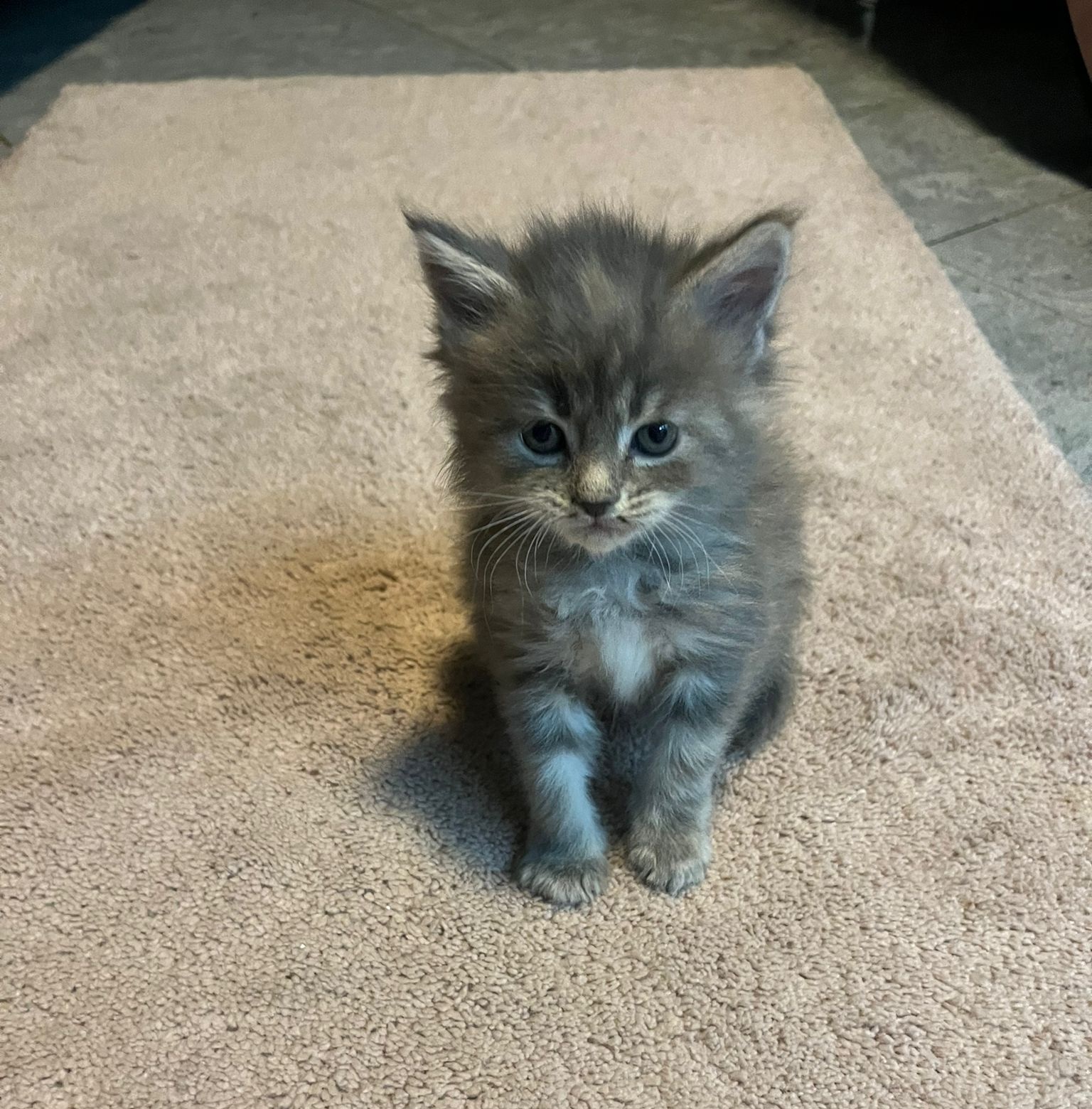 Foto von Okidoki Jr.