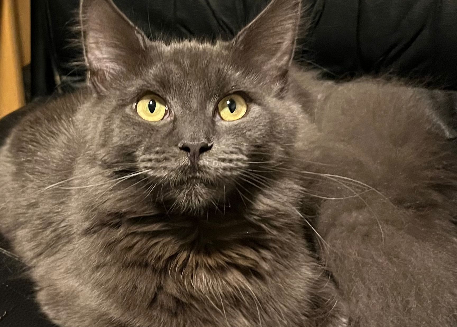 Foto von Odessa of Habicht-Gehren