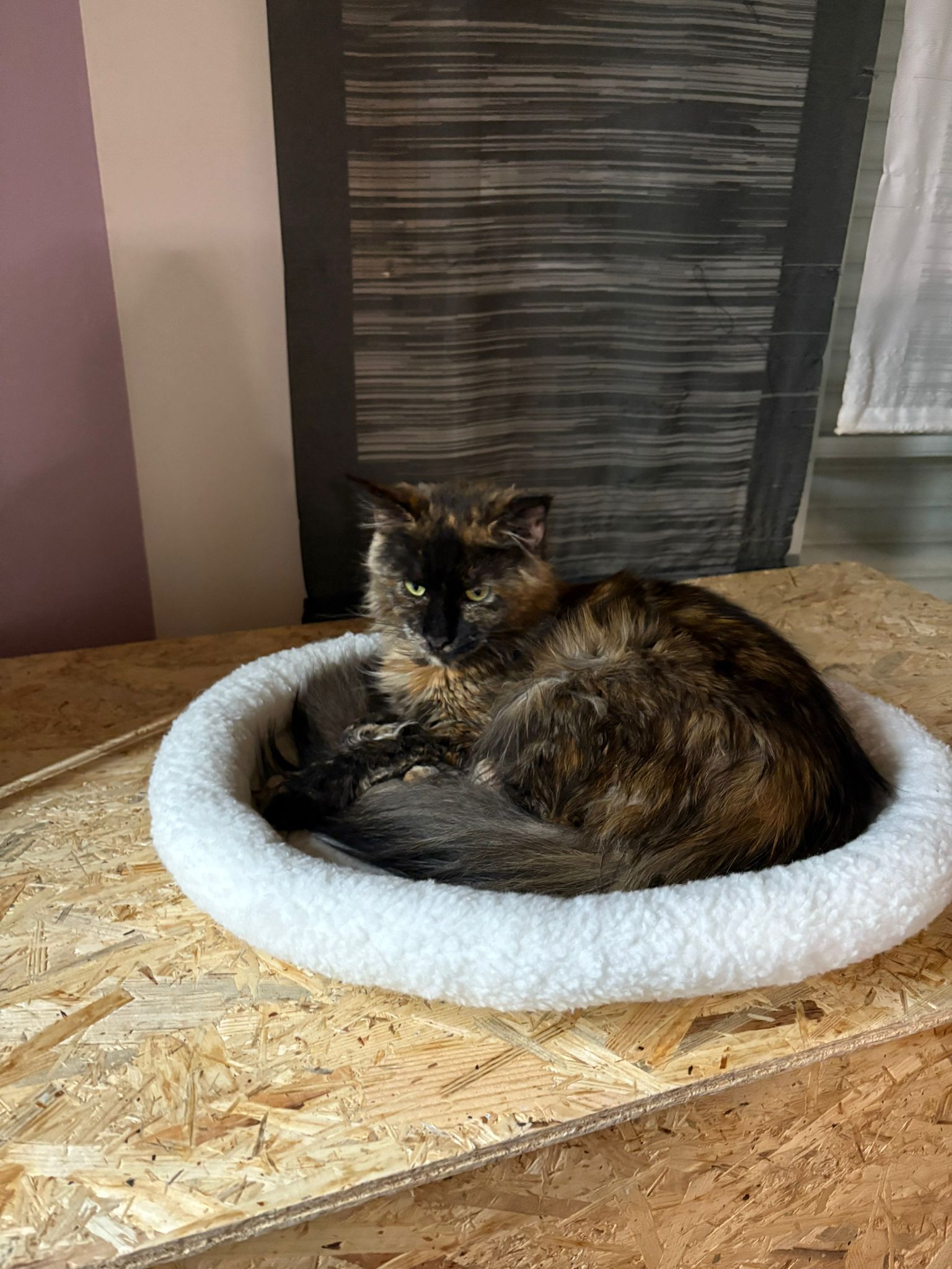 Foto von Runa of Habicht-Gehren