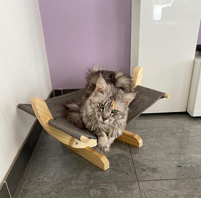 Foto von Shirley Mc Laine of Energie Cats