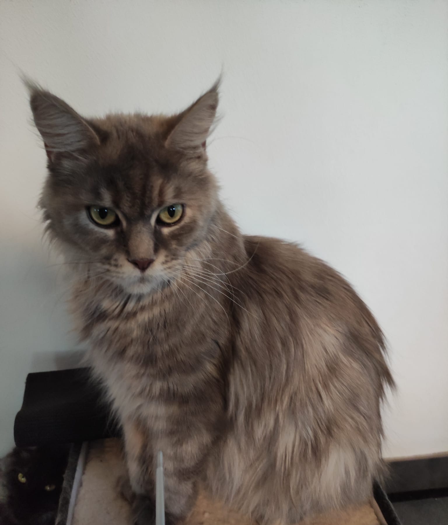 Foto von Sissi von Mamas Hainzelcatty