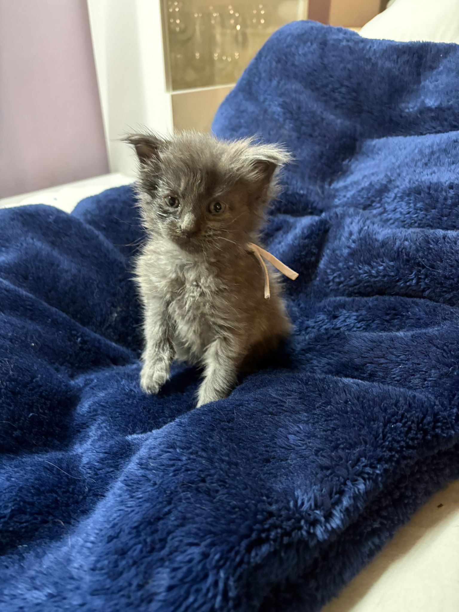 Gruppenfoto der Kitten